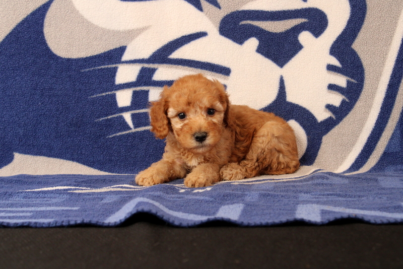 puppy, for, sale, Mini Goldendoodle F1B, Matthew B. Stoltzfus, dog, breeder, Gap, PA, dog-breeder, puppy-for-sale, forsale, nearby, find, puppyfind, locator, puppylocator, aca